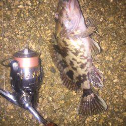 久しぶりのプラグメバル